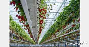 "Bijna alle Inspire-aardbeien classificeren we als klasse 1"