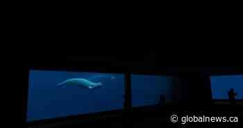 Another beluga dies at Marineland. Ontario saying little on 4-year probe into park