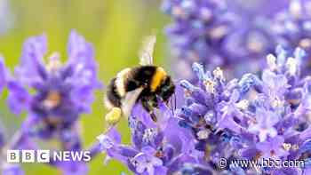 Bees show glass 'half-empty' downer when stressed