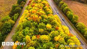 Your photos: Autumn leaves in the West Midlands