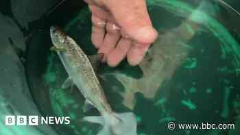 River's salmon numbers at record low