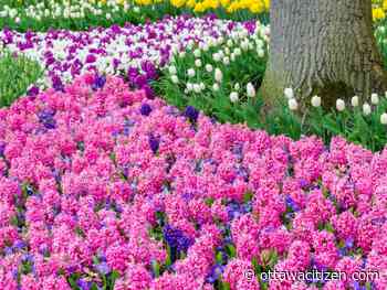 City Gardener: Bulbs a pint-sized promise 