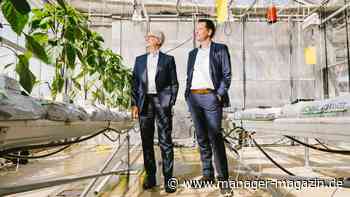 Garten-Bau: Torf-Hersteller Klasmann-Deilmann will kein Klimakiller mehr sein