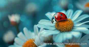 Why Ladybugs Symbolize Good Luck and Other Facts