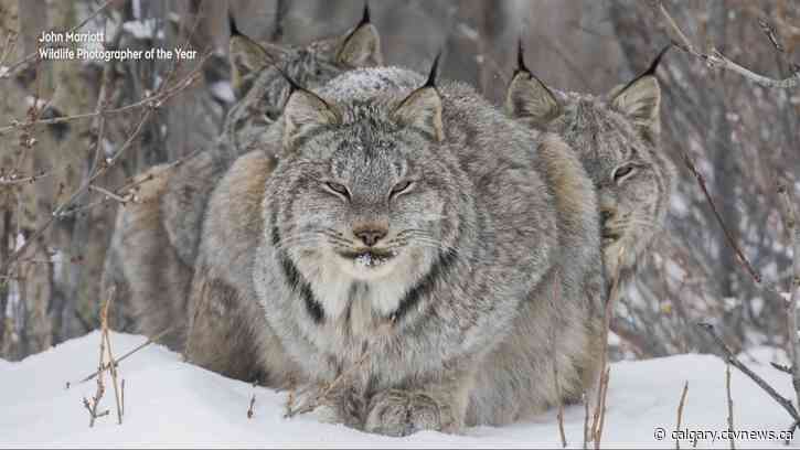 Alberta photographer wins international award for lynx photo