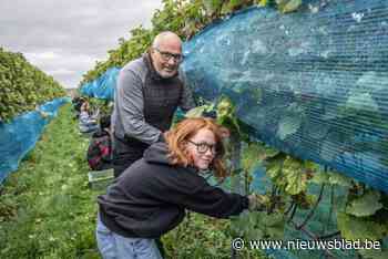 Leerlingen Ter Sterre helpen wijnbouwer Marc bij de oogst: “2024 was het moeilijkste jaar”