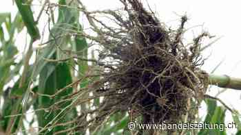 Fast alle Kantone müssen auf Befall von Maiswurzelbohrer reagieren