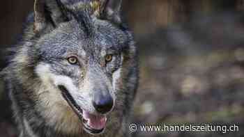Kanton Wallis darf nun doch vier Wolfsrudel abschiessen