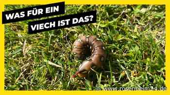 Rätselhafte Raupe in Maxlrain entdeckt: Wer kann sie identifizieren?