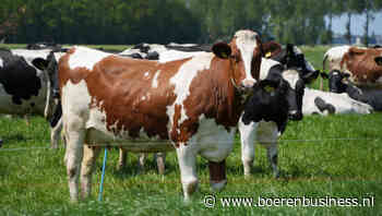 Fosfaatmarkt blijft gestaag verder omlaag gaan
