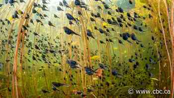 Canadians win prestigious Wildlife Photographer of Year award