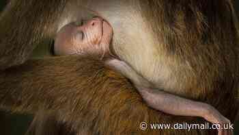 Behold the magic of the animal kingdom: Winners of the 2024 Natural History Museum Wildlife Photographer of the Year contest revealed