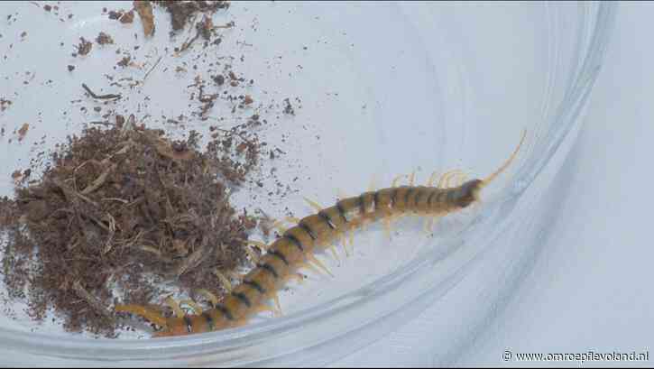 Lelystad - Unieke duizendpoot in Lelystadse woning gevonden: 'Beet kan gevaarlijk zijn'