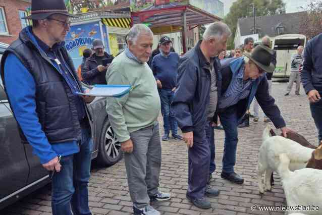 Geitenkeuring en paalklimmen op kermis Michelbeke