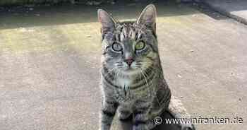 Tierheim Bamberg startet Aufruf für Katze Lauri - das ist ihr sehnlicher Wunsch