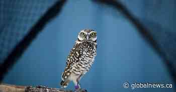Grassland destruction on Canadian Prairies harming bird populations: report