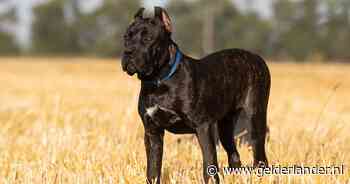 Buddy bijt vier honden, een begeleider en zijn baasje. Inslapen mag van hoogste rechter: ‘Zeer groot risico voor de samenleving’