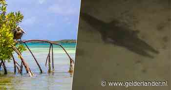 Bonaire in de ban van een zeldzame verschijning: vader en zoon spotten meterslange krokodil