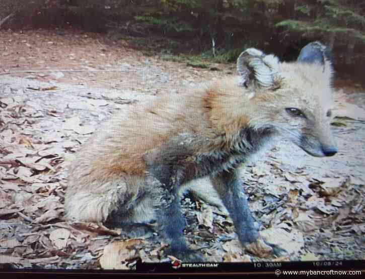 Think Turtle trail cam captures fox on the mend in HH 
