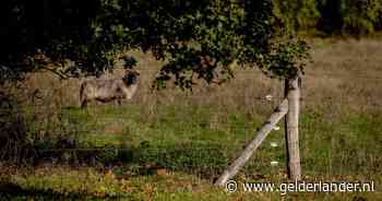 Team Veebescherming moet rasters plaatsen én inwoners leren samenleven met de wolf