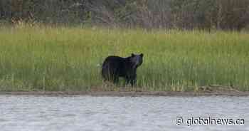 $1,000 reward posted after black bears found dismembered in Fraser Valley