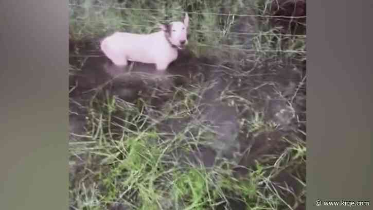 WATCH: Dog found tied to pole along Florida interstate ahead of Hurricane Milton