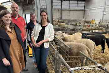 Dit is eerste zonneboer van Limburg: “Klanten kunnen investeren in onze duurzame energie”