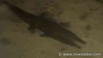 Bonaire in ban van zeldzame krokodil, gezaghebber sluit deel van baai