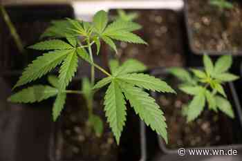Erste Lizenz für einen Cannabis-Club in Münster erteilt