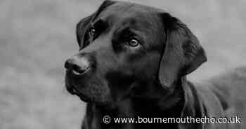 'Picking up pet's poo isn't enough, you need to disinfect area'