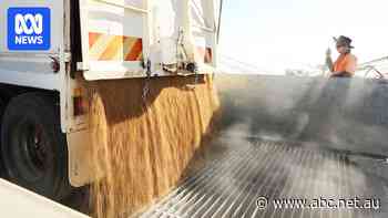 Grain industry workers threaten to strike during what could be a bumper NSW harvest