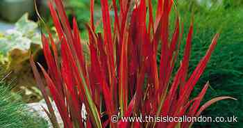 Imperata 'Red Baron' - Blood Grass on offer with You Garden