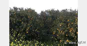 Griekse citroengaarden gespaard door bosbranden