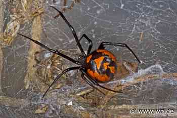 Der Schwarzen Witwe auf die Schliche kommen