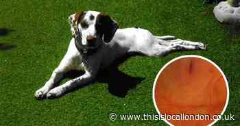 Pensioner and his dog mauled by rottweilers in 'traumatic' attack