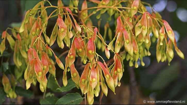 Almere - Bomen veroorzaken schade aan straten en huizen in Almeerse Filmwijk