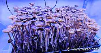 Psychedelic Mushrooms Are Getting Much, Much Stronger