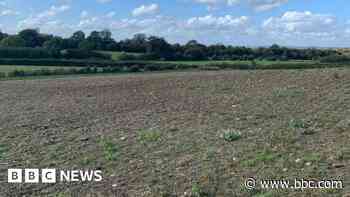 'Our Halloween pumpkin crop has completely failed'