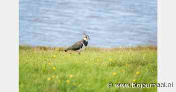 "Neonicotinoïden ook schadelijk voor vogels"