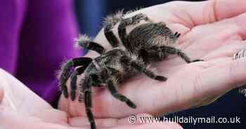 Huge spiders invade homes as tarantulas spotted in UK