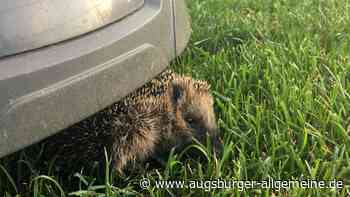 Stadtrat fordert Beschränkungen für Mähroboter in Vöhringen