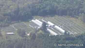 Over $2 million in cannabis plants seized in grow operation bust: OPP