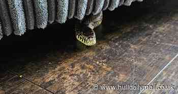 Horrified woman finds snake under her sofa