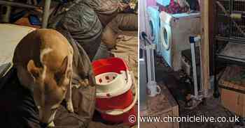 Sunderland couple who allowed nine pets to live in 'filthy and hazardous' home banned from keeping animals