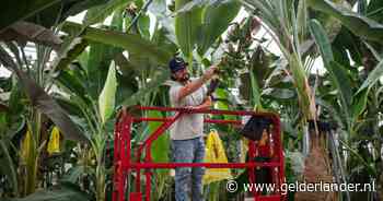 Hoe een bedrijf uit Wageningen de banaan van de ondergang gaat redden