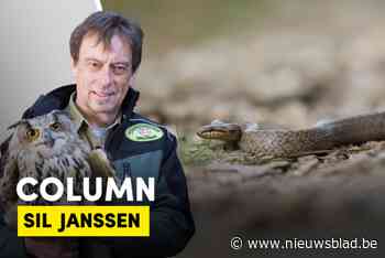 COLUMN. Gladde slang in Limburgse voortuin