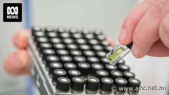 Medicinal cannabis doctors investigated by authorities after suicide and hospitalisation of patients