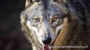 Urner Behörden geben Wolf im Urserental zum Abschuss frei