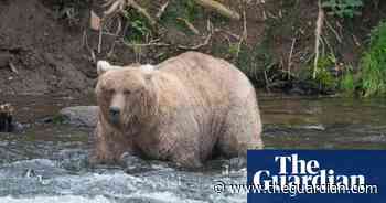 Week in wildlife in pictures: a diva beaver, 100 hungry raccoons and the fattest bear