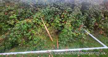'Brainless idiots' tear down goal posts and launch tree stakes into gardens